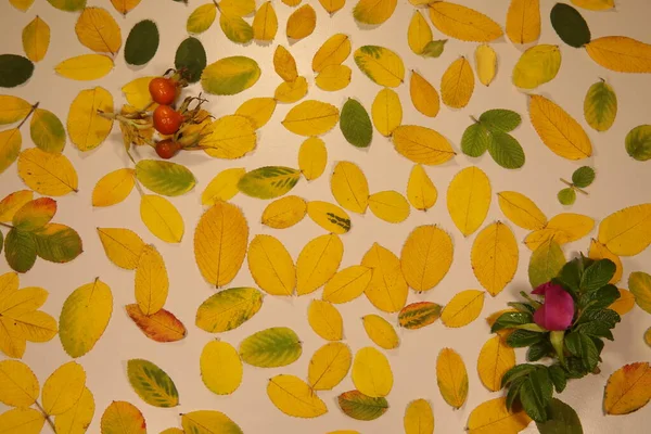 Sonbahar yaprakları arka planda. Sarı yeşil gül yaprakları, tohumlar ve çiçeklerle bembeyaz arka planda.
