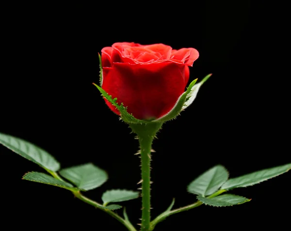 Rosa Roja Sobre Fondo Negro Tema Románico Feliz Día San Imagen De Stock