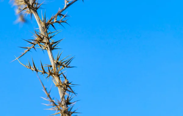 Dry Prickly Plant Against Blue Sky, Φύση Backround, Επιβίωση, Space Fot Text — Φωτογραφία Αρχείου