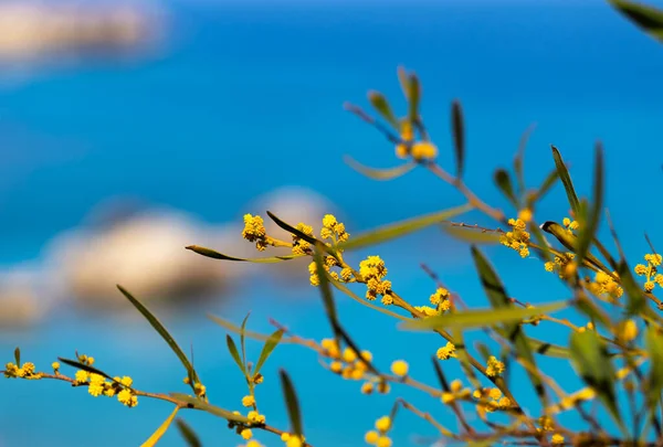 Yellow Flower Mimosa Mediterranean Sea Beach Backround Summer Day Seascape — Stock Photo, Image