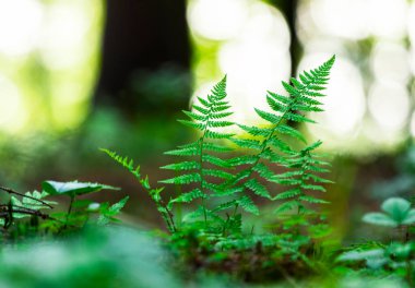 Yaz Ormanı Arkaplanı. Tek ağaç. Yaz Ormanı 'nda güzel güneş ışığı. Kopyalama Alanı, Dikey Çözünürlük