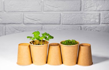 Yeşil yeşil yeşil salatalı kağıt eko bardakta. Farklı otlar ve sebzeler yetişiyor. Yemek Geçmişi. Sağlıklı beslenme konsepti. Hafif tuğlalı arka plan. Kopyalama Alanı, Çevre dostu Tema