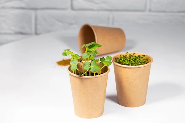 Paper Eco Cup With Microgreen. Young green sprouts growing. Healthy eating concept. Light brick background. Copyspace, Eco Friendly Theme