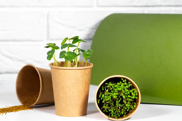 Paper Eco Cup With Micro green. Young green sprouts growing. Healthy eating concept. Light brick background. Copyspace, Eco Friendly Theme