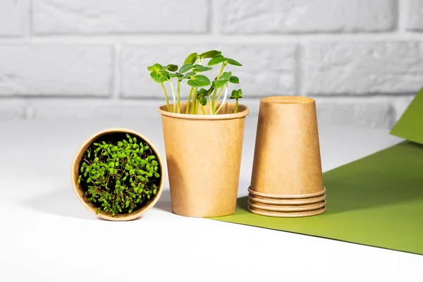 Paper Eco Cup With Microgreen. Young green sprouts growing. Healthy eating concept. Light brick background. Copyspace, Eco Friendly Theme