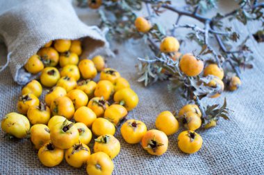 Çuvaldan taze dikenli meyve dökülüyor. Crataegus monogyna meyveleri.