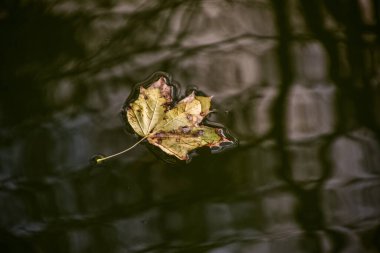 Kuru ve sarı akçaağaç yaprağı, göl suyunun gerilmiş yüzeyinde.
