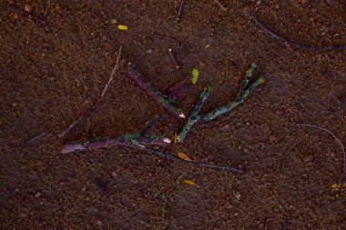        .Üzerinde kuru ince dallar ve yapraklar bulunan toprağın fotoğrafı.