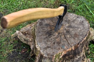 Balta, doğanın arka planında kuru bir ağaç kütüğüne sıkışmış.