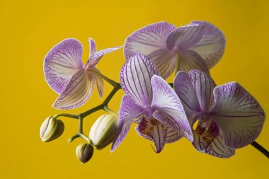 İzole edilmiş sarı arka planda orkide çiçekleri