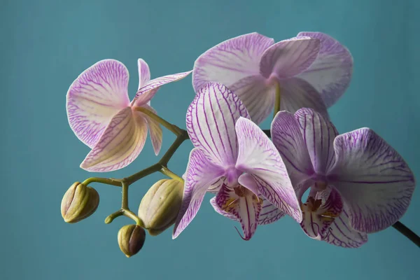 Orchideenblumen Auf Isoliertem Blauem Hintergrund — Stockfoto