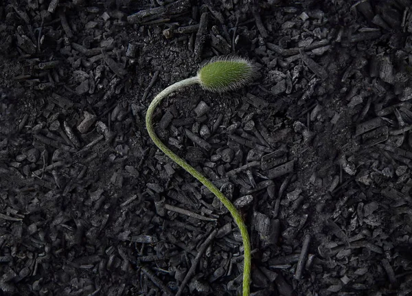 茎を持つ未吹きの緑のチューリップ 焦げた枝 灰の背景 — ストック写真