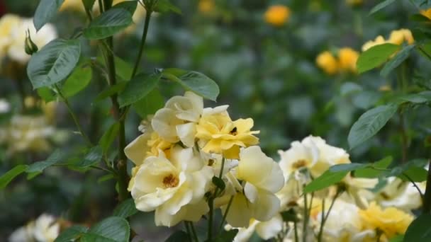 Blüten Gelb Beiger Rosen Blumenbeet Und Hummeln Fliegen Umher Und — Stockvideo