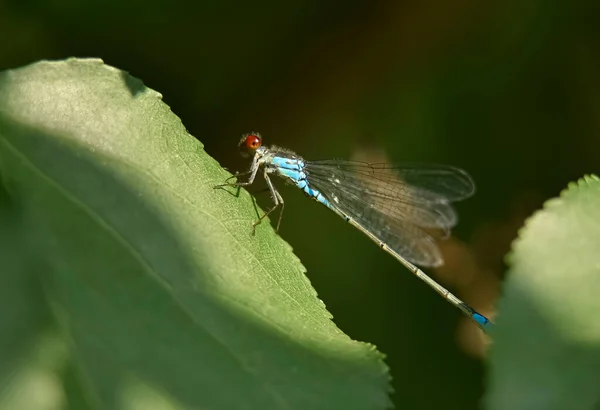 Blue Dragonfly Leaf — Stock Photo, Image