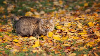Güzel, tüylü, yeşil gözlü bir kedi sonbahar yapraklarında geziniyor, sonbaharın sıcaklığının tadını çıkarıyor.