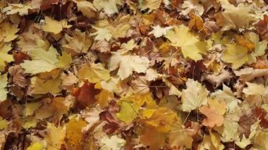 Slow Motion Video - Altın Yapraklar Arasında Yürüme, Genel Görünüm