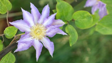 Bir leylak klek çiçeğinin doğal ortamında yeşil bir bitki örtüsüyle yakın plan görüntüsü