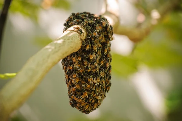 Honeybee swarm hanging on small branch of tree — Stock Photo, Image