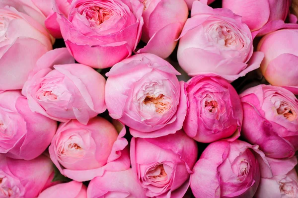 Fresco rosa peonía flor textura fondo —  Fotos de Stock
