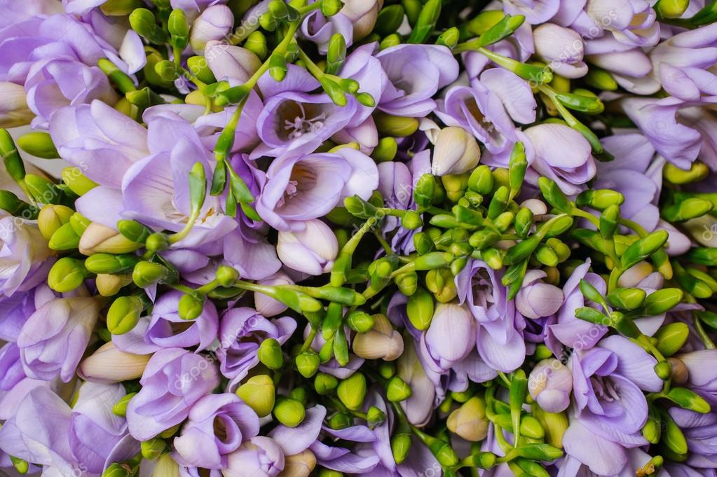 紫フリージアの花背景トップ ビュー ストック写真 C Fesenko