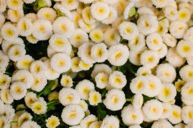 Beyaz papatya Bellis çiçek arka plan