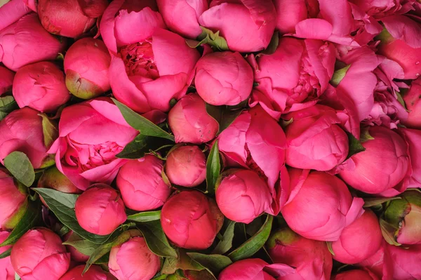Svěží růžová Pivoňka květ textury pozadí — Stock fotografie