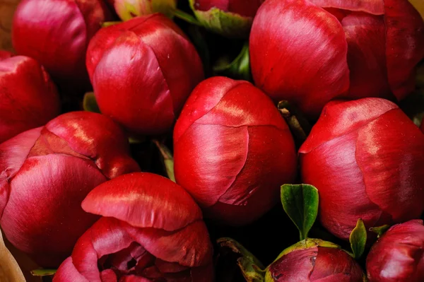 Čerstvá červená Pivoňka flowere textury pozadí — Stock fotografie