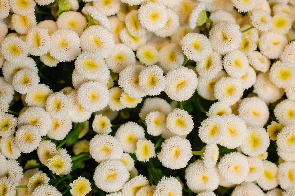 Witte margriet Bellis bloem achtergrond — Stockfoto