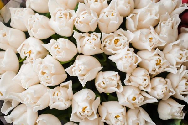 Čerstvé bílé tulipány zelené listy příroda na jaře zázemí. Květinová textury — Stock fotografie
