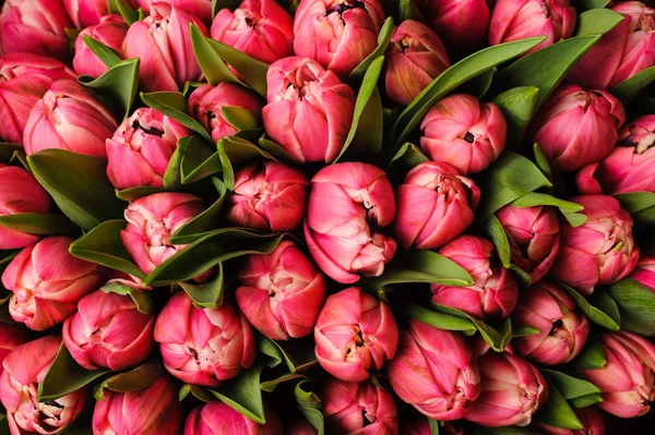 Čerstvé světlé růžové tulipány zelené listy příroda na jaře zázemí. Květinová textury — Stock fotografie