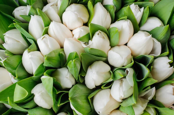 Čerstvé bílé tulipány zelené listy příroda na jaře zázemí. Květinová textury — Stock fotografie