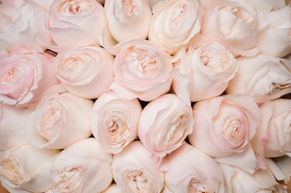 Image de fond de roses rose clair fraîches. texture des fleurs — Photo