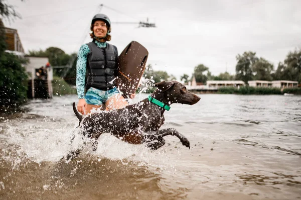 短命のポインタ犬は水の上を走ります. — ストック写真