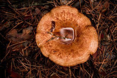 Chanterelle mantarının en üst görüntüsü sonbahar çam ormanlarında, iğnelerin içinde büyüyor.
