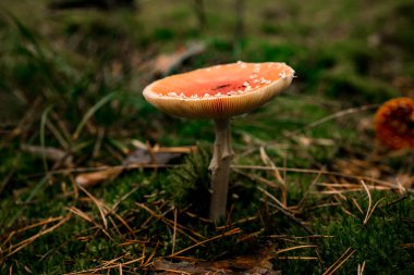 Yeşil yosunların üzerindeki sonbahar ormanında büyüyen geniş başlıklı mantar manzarası