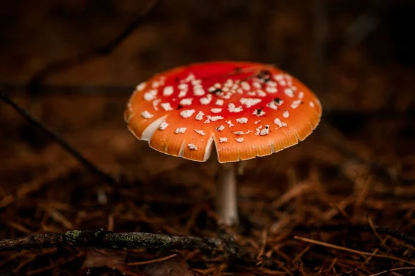 秋の森で育つ毒キノコについてのクローズアップ — ストック写真