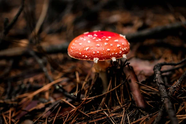 Vue rapprochée sur la mouche champignon agarique poussant dans la forêt d'automne — Photo