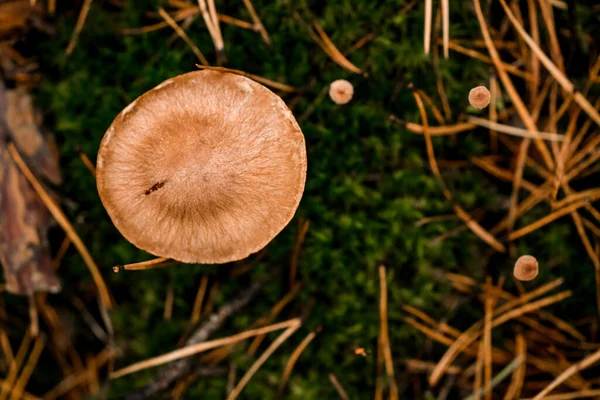 Top view on mushroom growing in moss in autumn pine forest — Stock Photo, Image