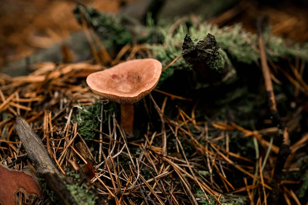 Mooie russula paddenstoel groeit in naaldbos tussen groen mos en droge dennennaalden — Stockfoto