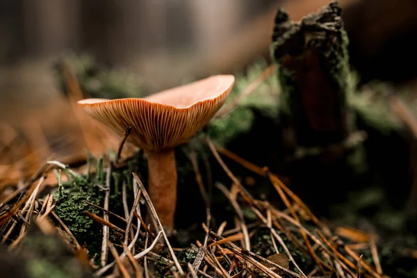 Close-up van russula paddestoel groeit in naaldbos tussen groen mos en droge dennennaalden — Stockfoto