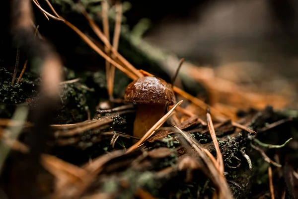 Vy över liten svamp med mörkbrun våt mössa växer bland fallna torra grenar och nålar — Stockfoto