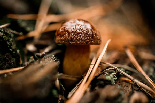 Güz çam ormanında koyu kahverengi şapkalı küçük güzel mantara yakın çekim.. — Stok fotoğraf