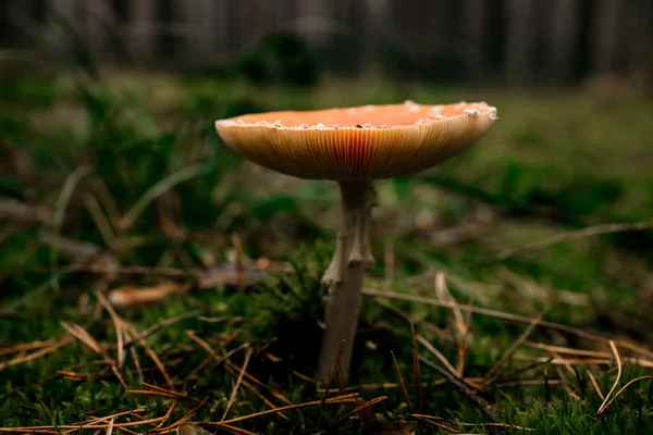 Вид збоку гриба з широкою шапочкою, що росте в осінньому лісі на зеленому моху — стокове фото