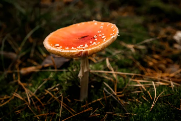 秋天的森林里，绿苔丛生着头戴宽礼帽的蘑菇 — 图库照片