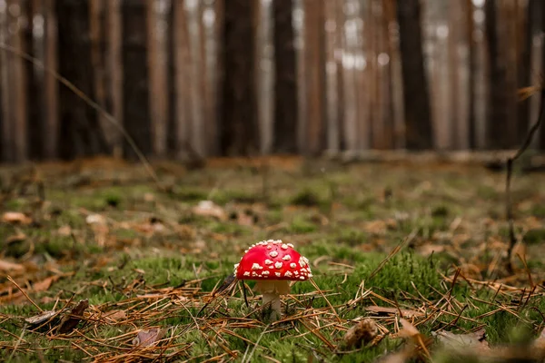 Vista da bela mosca brilhante agaric cresce na floresta de pinheiros no musgo verde — Fotografia de Stock