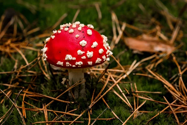 Крупним планом отруйний мухоморський гриб росте в сосновому лісі на зеленому моху — стокове фото