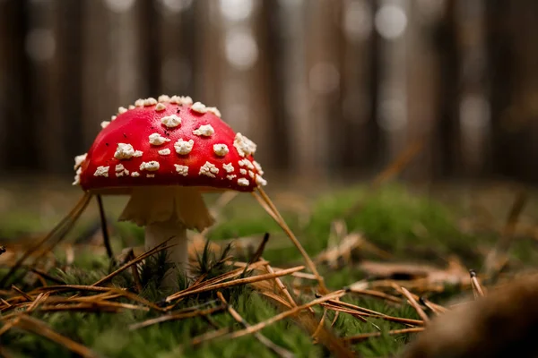 Boční pohled na mušku agaric roste v borovém lese na zeleném mechu — Stock fotografie