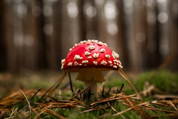 绿色苔藓上的松树林中长满了放飞的不可知论蘑菇 — 图库照片