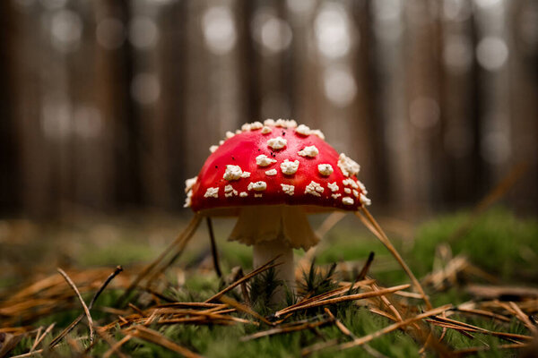 side view of fly agaric mushroom grows in the pine forest on green moss