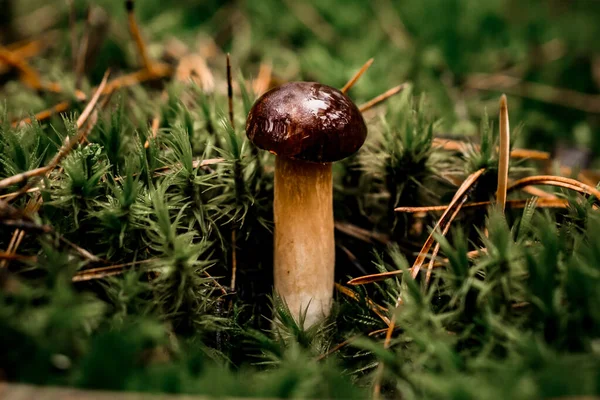 緑色の苔で成長する暗褐色の湿ったキャップを持つ小さな食用キノコの眺め — ストック写真